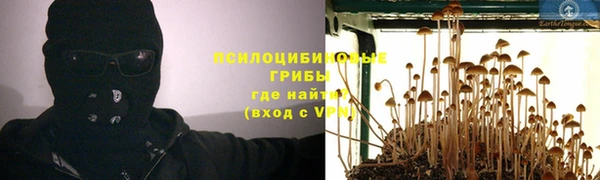 стаф Аркадак