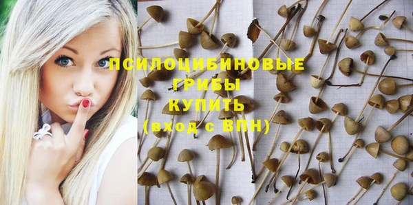 стаф Аркадак